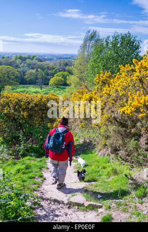 Le Lancashire, Royaume-Uni. 12 mai, 2015. Météo : vent sur les collines et montagnes dans la forêt de Bowland une zone de beauté naturelle exceptionnelle dans le coeur de Lancashire. Alors que la soirée se rapproche le soleil apparaît pour révéler les belles couleurs de l'ajonc d'arbustes sur le chemin vers le bas de la est tombé dessus. Crédit : Gary telford/Alamy Live News Banque D'Images