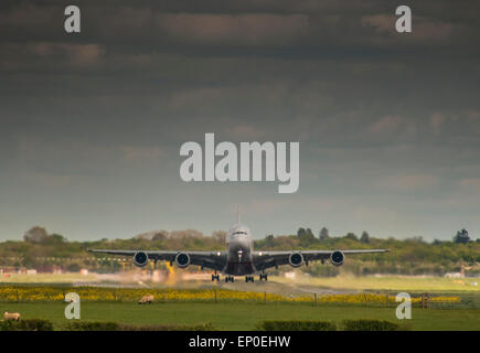 L'aéroport de London Gatwick, Surrey, UK. 12 mai, 2015. Météo : Airbus A380 décolle sur le champs de colza jaune coloré et le pâturage des moutons sur une chaude après-midi de printemps venteux lumineux avec nuages épars.. Crédit : David Burr/Alamy Live News Banque D'Images