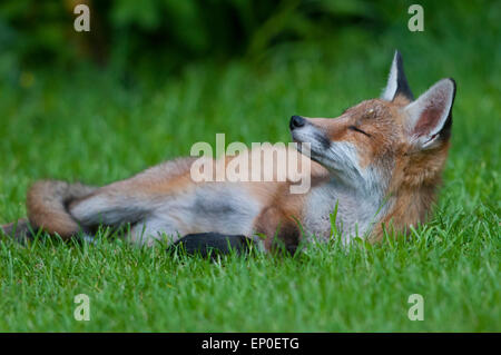 Un renard rouge se trouve dans un jardin mature sur un été, Hastings, East Sussex, UK Banque D'Images