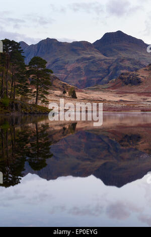 Une réflexion de pins sylvestres et les Langdale Pikes à Blea Tarn, Lake District Banque D'Images