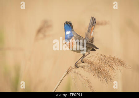Un oiseau bleu-gorge (Luscinia svecica cyanecula) affichage pour attirer une femelle Banque D'Images
