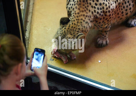 L'heure du guépard au zoo Banque D'Images