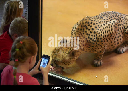 L'heure du guépard au zoo Banque D'Images