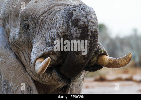 Dans l'éléphant au Botswana Nxai Pan prend de l'eau avec sa trompe. Banque D'Images