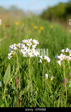 Cardamine pratensis wild flower meadow blanc communément appelé cardamine des prés ou Lady's Smock dans le Herefordshire UK Mai 2015 Banque D'Images