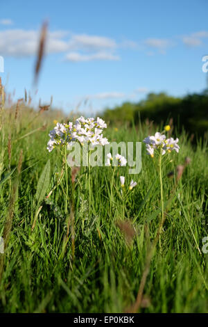 Cardamine pratensis wild flower meadow blanc communément appelé cardamine des prés ou Lady's Smock dans le Herefordshire UK Mai 2015 Banque D'Images