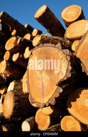 Sciage d'une grosse pile pile de couper du bois de sciage d'arbres empilés dans un champ dans le Herefordshire UK avec une fuite de résine du pin Journal Banque D'Images