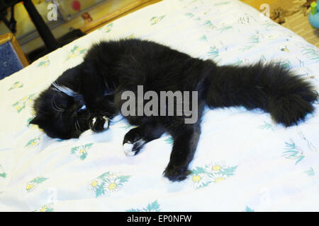 Chat noir sur blanc allongé le lit Banque D'Images