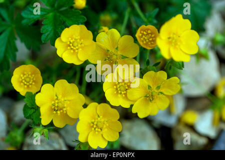 Cinquefoil jaune alpin Potentilla crantzii fleur Banque D'Images