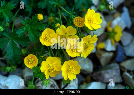 Cinquefoil Potentilla crantzii jaune alpin Close-up flower Banque D'Images