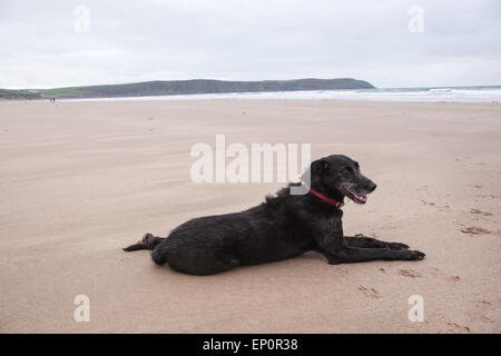 Chien sur la plage de Woolacombe, a trois kilomètres de sables bitumineux primé. En été, cette plage est bondée mais hors saison il y a Banque D'Images