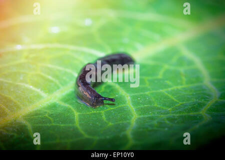 Jardin commun slug ondule le long d'une feuille en gros plan macro photo Banque D'Images