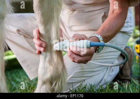 Vétérinaire équine effectuant un check up sur un cheval de Sparks, Maryland, USA Banque D'Images