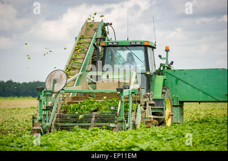 Woman Farmer harvesting cucumbers à Preston, Maryland, USA Banque D'Images