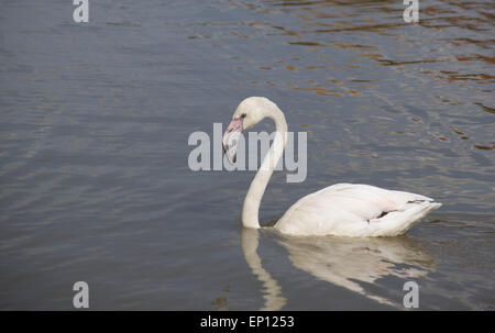 Le Flamingo blanc flotte sur le lac Banque D'Images