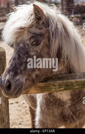 Poney gris avec fourrure épaisse crinière d'argent et regarde au-dessus de sa clôture dans ce portrait de ferme Banque D'Images