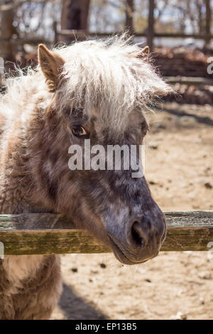 Poney gris avec fourrure épaisse crinière d'argent et regarde au-dessus de sa clôture dans ce portrait de ferme Banque D'Images