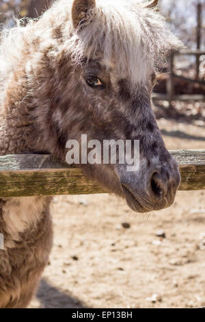 Poney gris avec fourrure épaisse crinière d'argent et regarde au-dessus de sa clôture dans ce portrait de ferme Banque D'Images