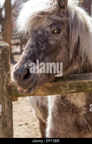 Poney gris avec fourrure épaisse crinière d'argent et regarde au-dessus de sa clôture dans ce portrait de ferme Banque D'Images