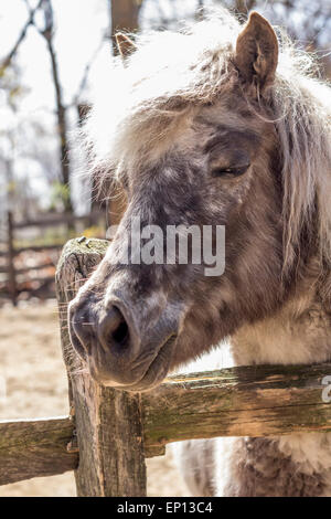 Poney gris avec fourrure épaisse crinière d'argent et regarde au-dessus de sa clôture dans ce portrait de ferme Banque D'Images