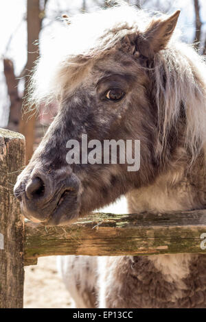 Poney gris avec fourrure épaisse crinière d'argent et regarde au-dessus de sa clôture dans ce portrait de ferme Banque D'Images