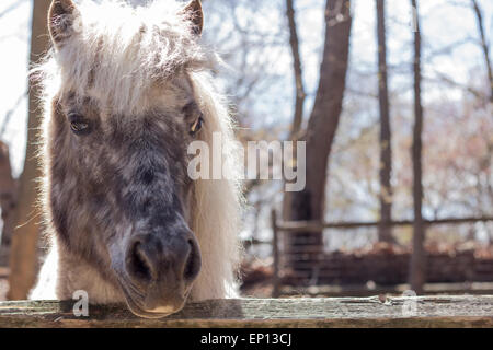 Poney gris avec fourrure épaisse crinière d'argent et regarde au-dessus de sa clôture dans ce portrait de ferme Banque D'Images