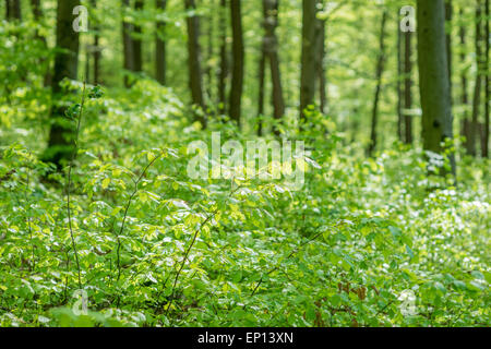 Forêt de printemps ensoleillé lumineux vert frais jeunes feuilles de hêtre canopy Banque D'Images