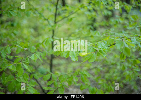 Forêt de printemps ensoleillé lumineux vert frais jeunes feuilles de hêtre canopy Banque D'Images