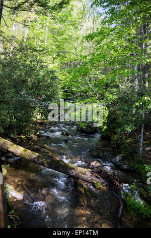 Smith Creek, chutes d'Anna Ruby, Chattahoochee-Oconee National Forest, Georgia, USA Banque D'Images