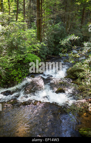 Smith Creek, chutes d'Anna Ruby, Chattahoochee-Oconee National Forest, Georgia, USA Banque D'Images