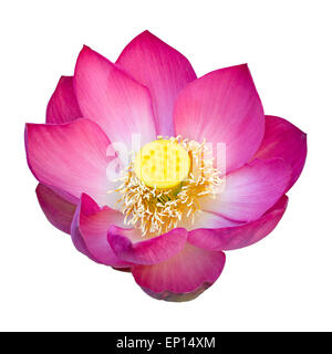 Fleur de lotus indien isolé sur fond blanc Banque D'Images