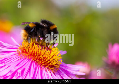 Buff-tailed bourdon (Bombus terrestris) nouvelle reine se nourrissant de Michealmas Daisy (Aster sp.) fleurs dans jardin, Powys, Pays de Galles. Banque D'Images