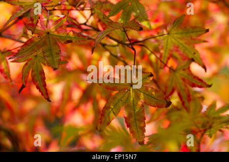 L'érable japonais (Acer palmatum) variété 'Ginko San' feuilles sur un arbre tournant dans la couleur de l'automne. Herefordshire, en Angleterre. Septembre. Banque D'Images