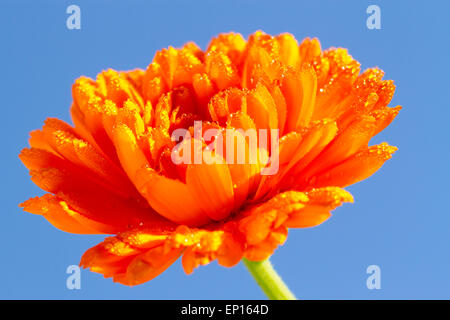 Souci officinal (Calendula sp.) Gros plan d'une fleur couverte de rosée. Variété de jardin. Powys, Pays de Galles. Octobre. Banque D'Images