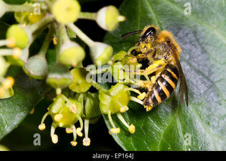 (Colletes hederae abeille Ivy) femelle adulte se nourrit de lierre (Hedera helix) fleurs. Ingelmunster, East Sussex, Angleterre. Octobre. Banque D'Images