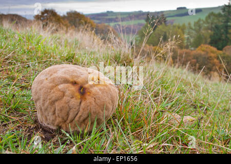 Vesse-de-Handkea utriformis (mosaïque) organe de fructification dans les prairies. Powys, Pays de Galles. Octobre. Banque D'Images