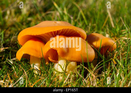 Hygrocybe pratensis Meadow (Waxcaps) organes de fructification dans les prairies. Powys, Pays de Galles. Novembre. Banque D'Images