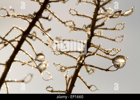 Givre sur l'hiver de seedheads Alyssum (Lobularia maritima doux). Chaque année le jardin. Powys, Pays de Galles. Janvier. Banque D'Images