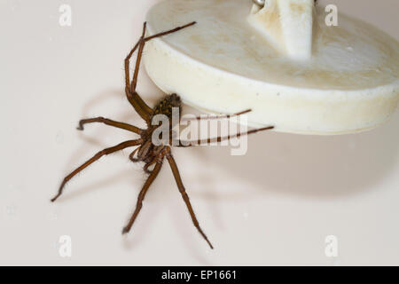 Araignée des maisons (Tegenaria sp.) femelle adulte dans un bain. Powys, Pays de Galles. Janvier. Banque D'Images