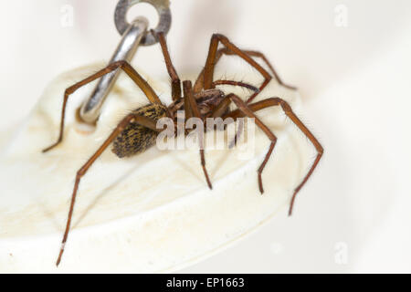 Araignée des maisons (Tegenaria sp.) femelle adulte dans un bain. Powys, Pays de Galles. Janvier. Banque D'Images