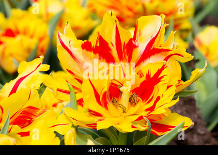 Tulip (Tulipa) 'Monsella' floraison dans un jardin. Cornwall, Angleterre. Mars. Banque D'Images