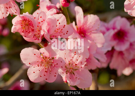 Pêche (Prunus persica) floraison dans une serre. Cornwall, Angleterre. Mars. Banque D'Images