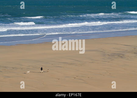 Homme marchant deux chiens sur une plage de sable fin, la baie de St Ives, Cornwall, Angleterre. Mars. Banque D'Images