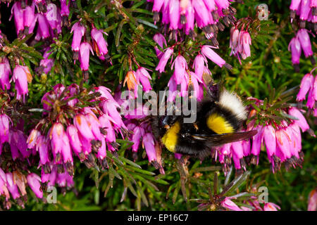 Le cerf de bourdon (Bombus terrestri) reine se nourrissant de Winter-flowering heather, Erica × darleyensis dans un jardin. Powys, Wal Banque D'Images