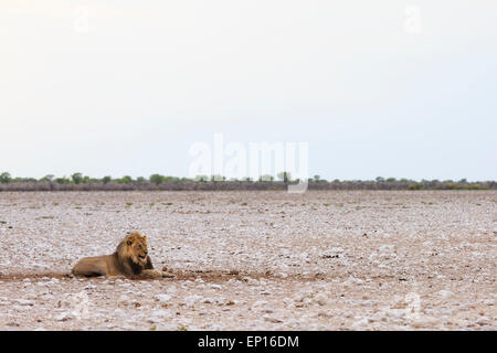 Lion (Panthera leo), homme, dans la lumière du matin, Etosha National Park, Namibie Banque D'Images