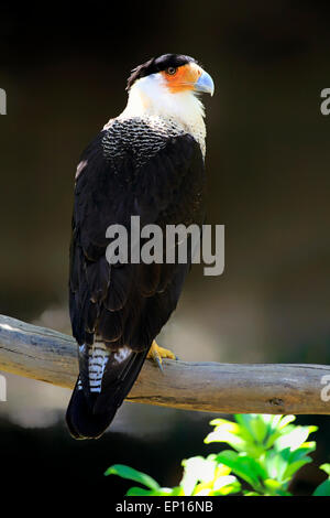 Caracara huppé (Polyborus plancus), adulte, l'Amérique du Sud Banque D'Images