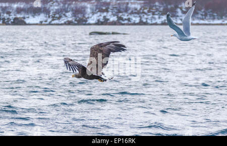 White-tailed eagle avec des poissons dans ses griffes est pourchassé par un européen, le goéland argenté, la Norvège Andenes Banque D'Images