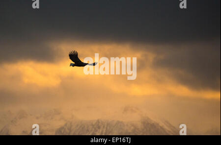 Photo Silhouette d'un battant, à queue blanche (Haliaeetus albicilla), au coucher du soleil avec de grandes montagnes en arrière-plan, Andenes, norvégien Banque D'Images