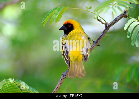 Le sud de Masked Weaver (Ploceus velatus), adulte, homme, Kuruman, Désert du Kalahari, Afrique du Sud Banque D'Images