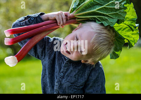 Un petit garçon d'âge préscolaire qui ont un grand groupe de rhubarbs dans le jardin sur un jour de printemps ensoleillé.Il porte une chemise bleue Banque D'Images